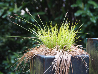 Carex montana 'Raureif' P5010495.JPG