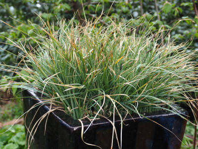 Carex flacca 'Blue Zinger' P5010497.JPG