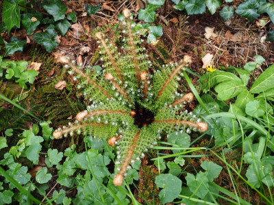 Polystichum setiferum Plumosodivisilobum 'Baldwinii' P5130132.JPG