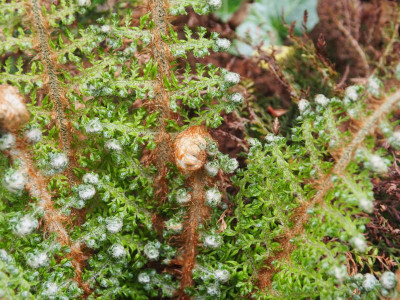 Polystichum setiferum Plumosodivisilobum 'Baldwinii' P5130141.JPG
