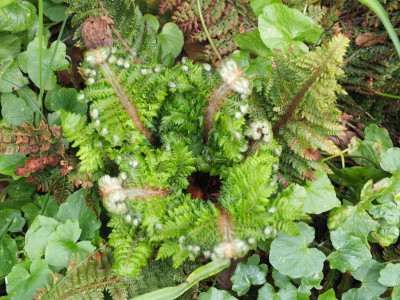 Polystichum setiferum Congestum P5130147.JPG