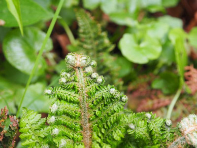 Polystichum setiferum Congestum P5130144.JPG