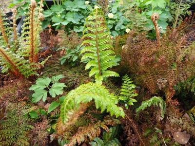 Polystichum polyblepharum J P5080026.JPG