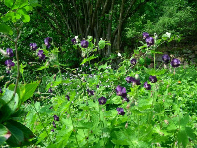 Geranium phaeum Raven DSCN0091.JPG
