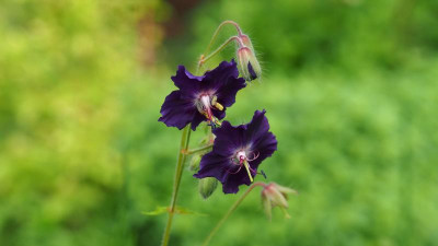 Geranium phaeum 'Raven' P5170006.JPG