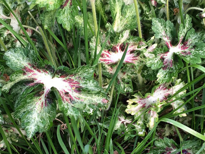 2021-05-21 Geranium.JPG