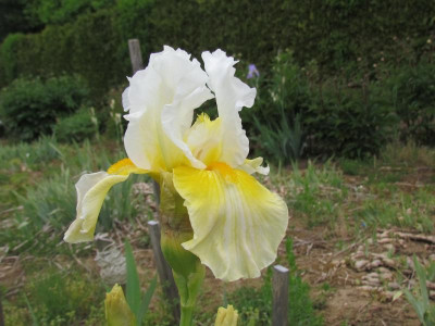 TB Daffodil Clud.JPG