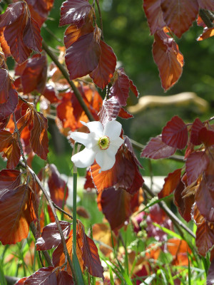 2021-05-21 Gartenimpressionen 1.jpg
