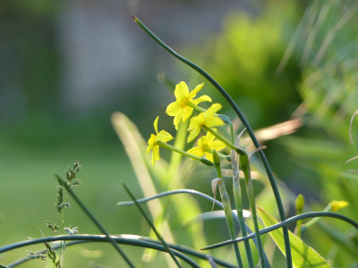 2021-05-21 Gartenimpressionen 2.jpg