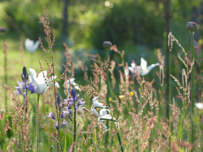 2021-05-21 Gartenimpressionen 3.jpg