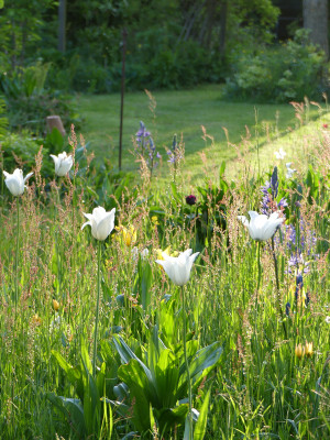2021-05-21 Gartenimpressionen 5.jpg