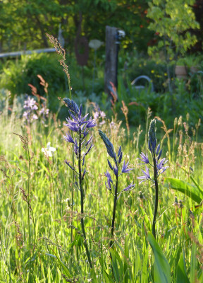 2021-05-21 Gartenimpressionen 6.jpg