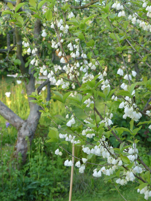 2021-05-21 Halesia carolina.jpg