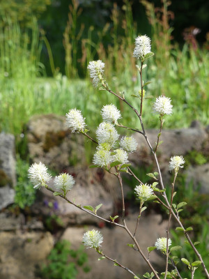 2021-05-21 Fothergilla major 2.jpg