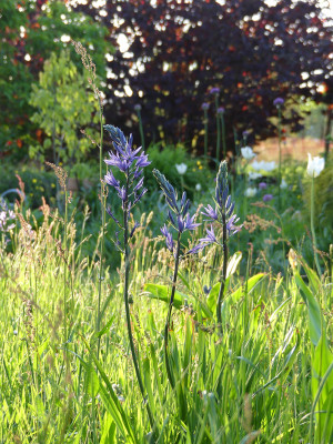 2021-05-21 Camassia leichtlinii 1.jpg