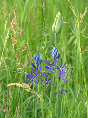 2021-05-21 Camassia quamash 1.jpg