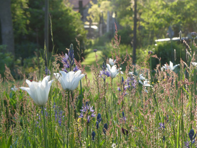 2021-05-21 Garteneinblick 8.jpg