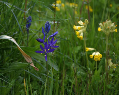 DSC_5231-camassia quamash.JPG