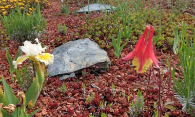 IMG_20210522_083046446_HDR~2.jpg