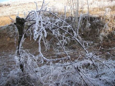 Eisweinstock.jpg