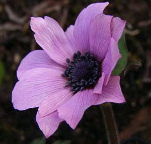 anemone_pavonina_Blute_2.jpg