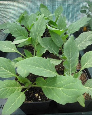 Hyoscyamus niger.JPG