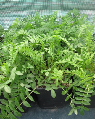 Polemonium paucifolium.JPG