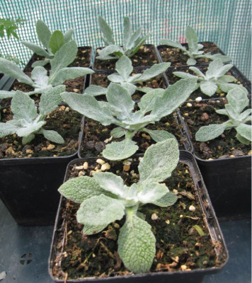 Salvia cf.pisidica.JPG