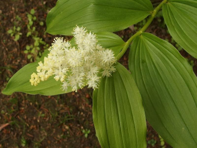 Maianthemum racemosum_Ga_P5062498.JPG