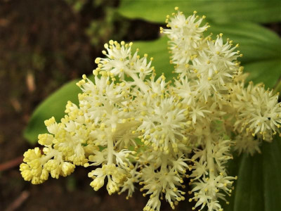 Maianthemum racemosum_Ga_P5062499.JPG