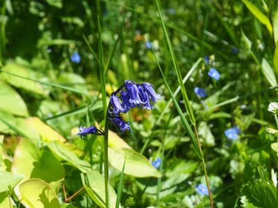 Hyacinthoides non-scripta AH P5220312.JPG