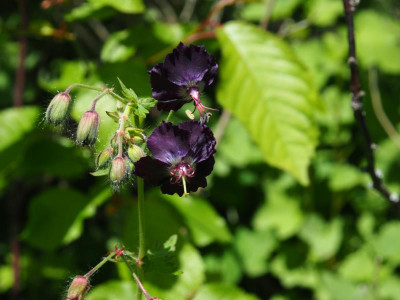 Geranium phaeum Raven Eidmann P5220313.JPG