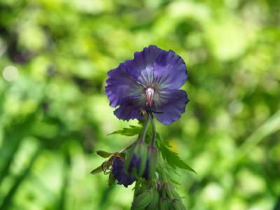 Geranium phaeum in Raven hellblau P5220319.JPG