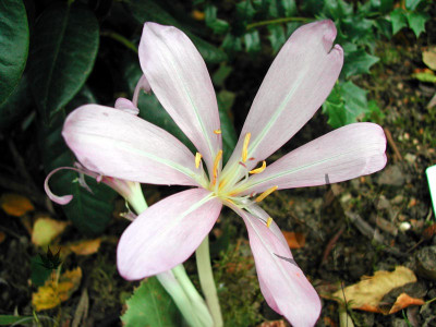 colchicum_byzantinum_1.jpg