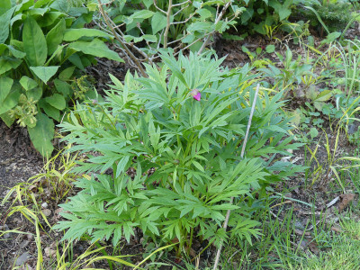 2021-05-21 Paeonia anomala Kola.jpg