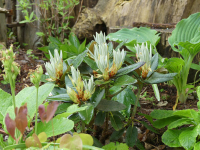 2021-05-22 Rhododendron pachysanthum 'Crosswater' 1.jpg