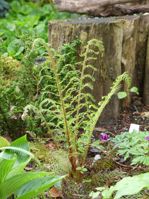 2021-05-22 Polystichum setiferum 'Druery'.jpg