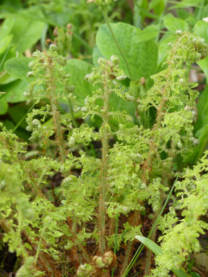 2021-05-22 Polystichum setiferum.jpg