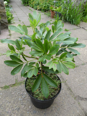2021-05-22 Sorbus harrowiana.jpg