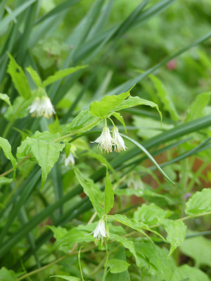 2021-05-22 Smilacina.jpg