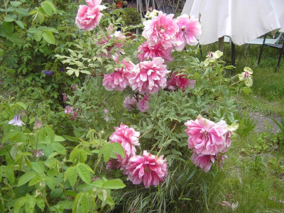 PICT3319.JPG