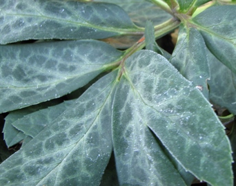 6353_Helleborus_niger_Blatt.JPG