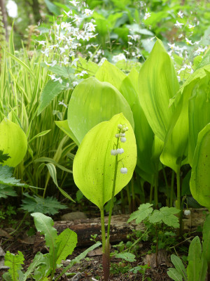 2021-05-22 Convallaria majalis 'Fernwood Golden Slippers' 1.jpg