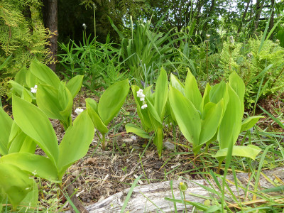 2021-05-22 Convallaria majalis 'Golden Jubilee' 1.jpg