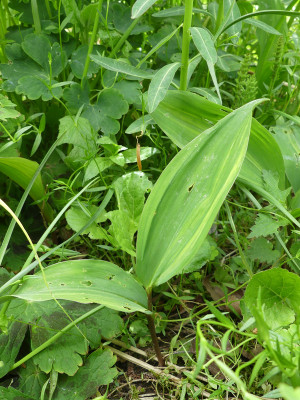2021-05-22 Convallaria majalis 'Zebra' 1.jpg