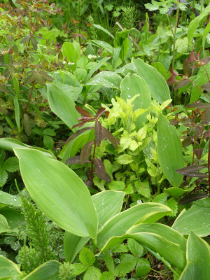2021-05-22 Convallaria majalis.jpg
