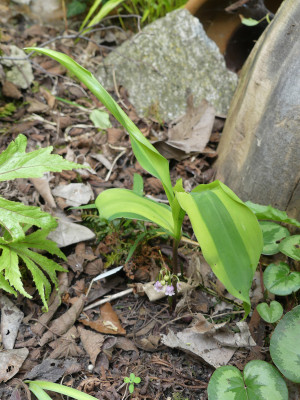 2021-05-22 Convallaria majalis 'Rosea Variegata' 1.jpg