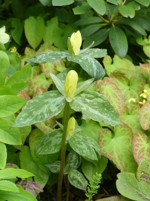 2021-05-22 Trillium luteum.jpg