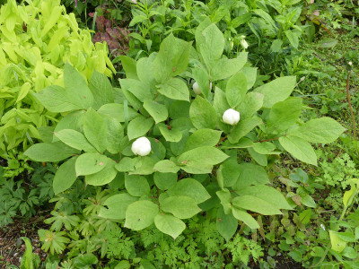 2021-05-22 Paeonia obovata 'Japonica Typ' 2.jpg