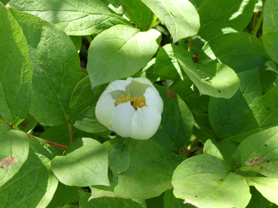 2021-05-22 Paeonia obovata 'Japonica Typ' 1.jpg